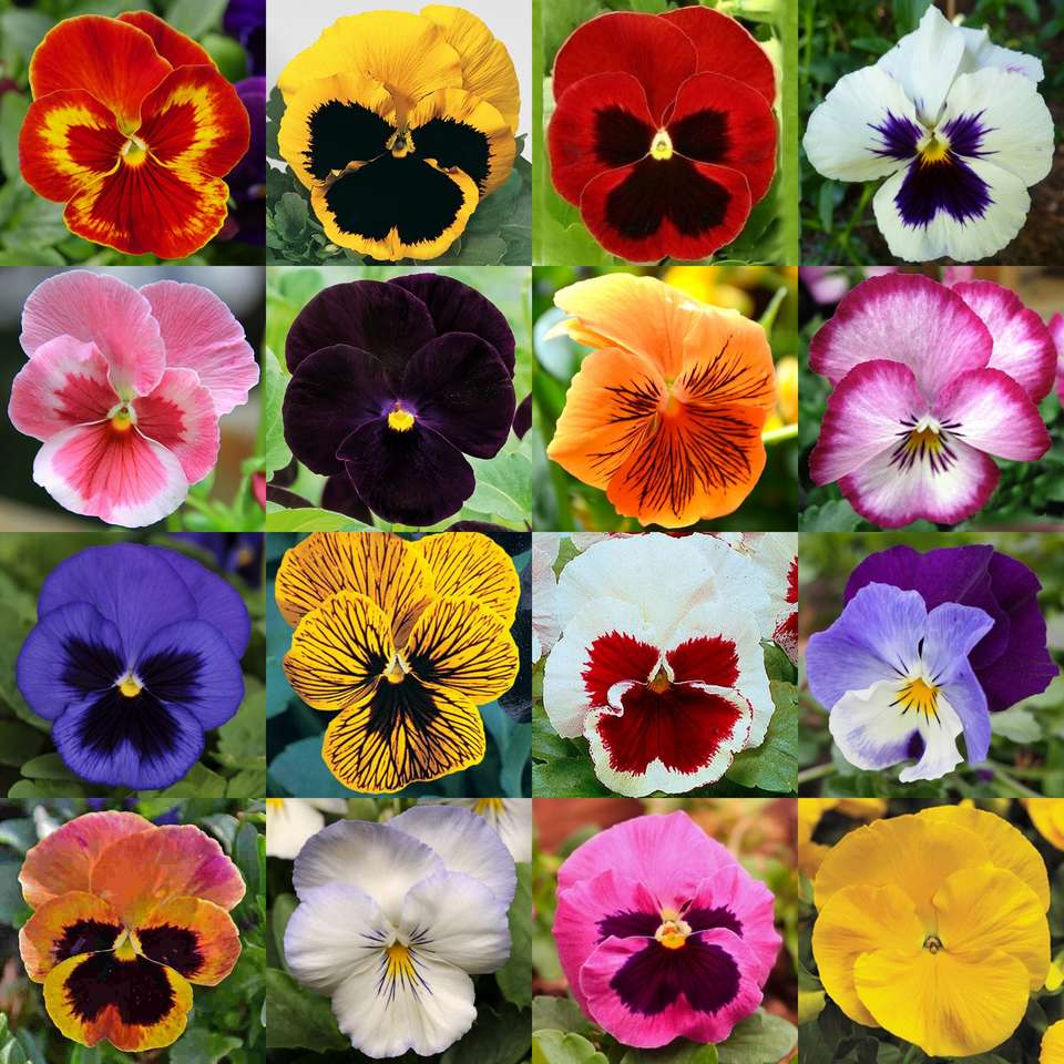 Kwiatki - bratki puzzle online