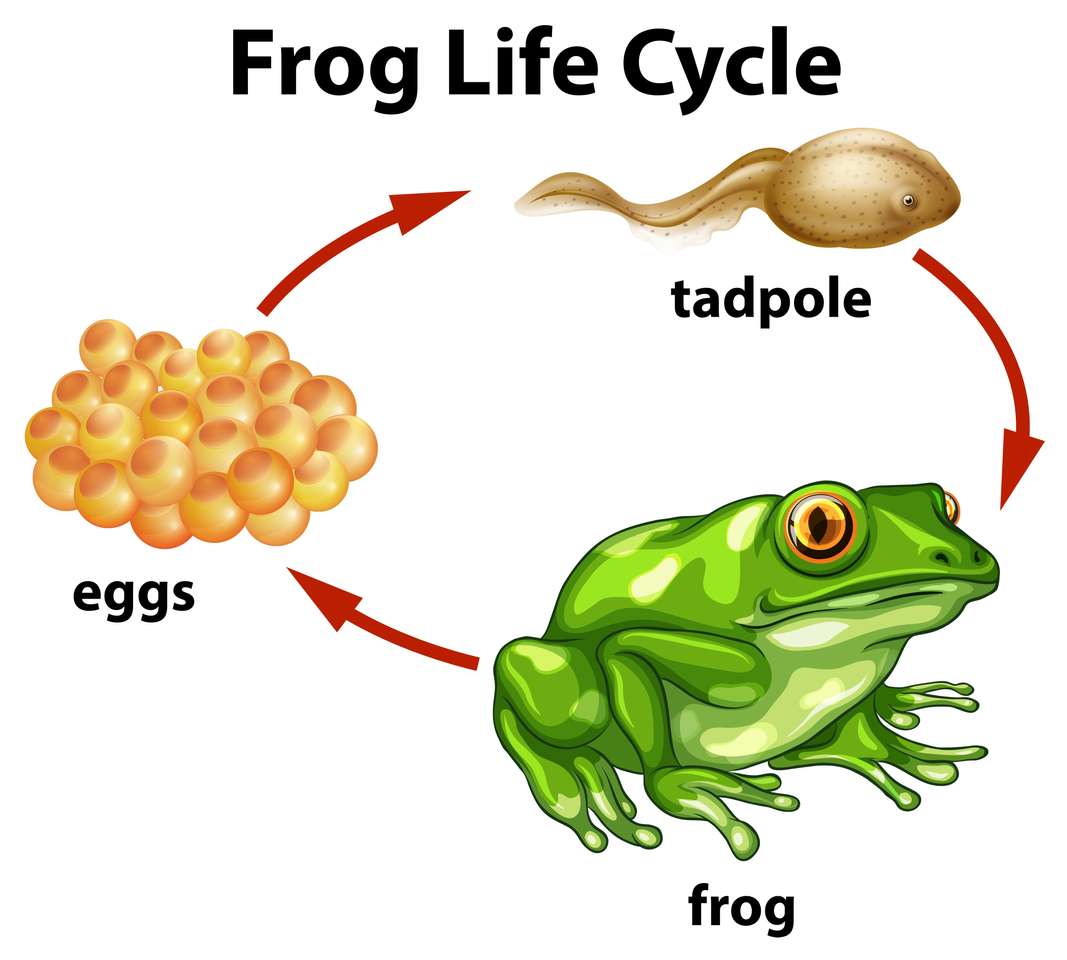 cykle życia żaby puzzle online