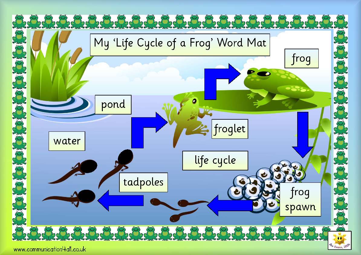 cykl żaby puzzle online ze zdjęcia