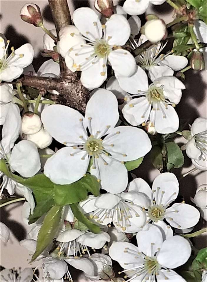 Kwiaty mirabelki puzzle online ze zdjęcia