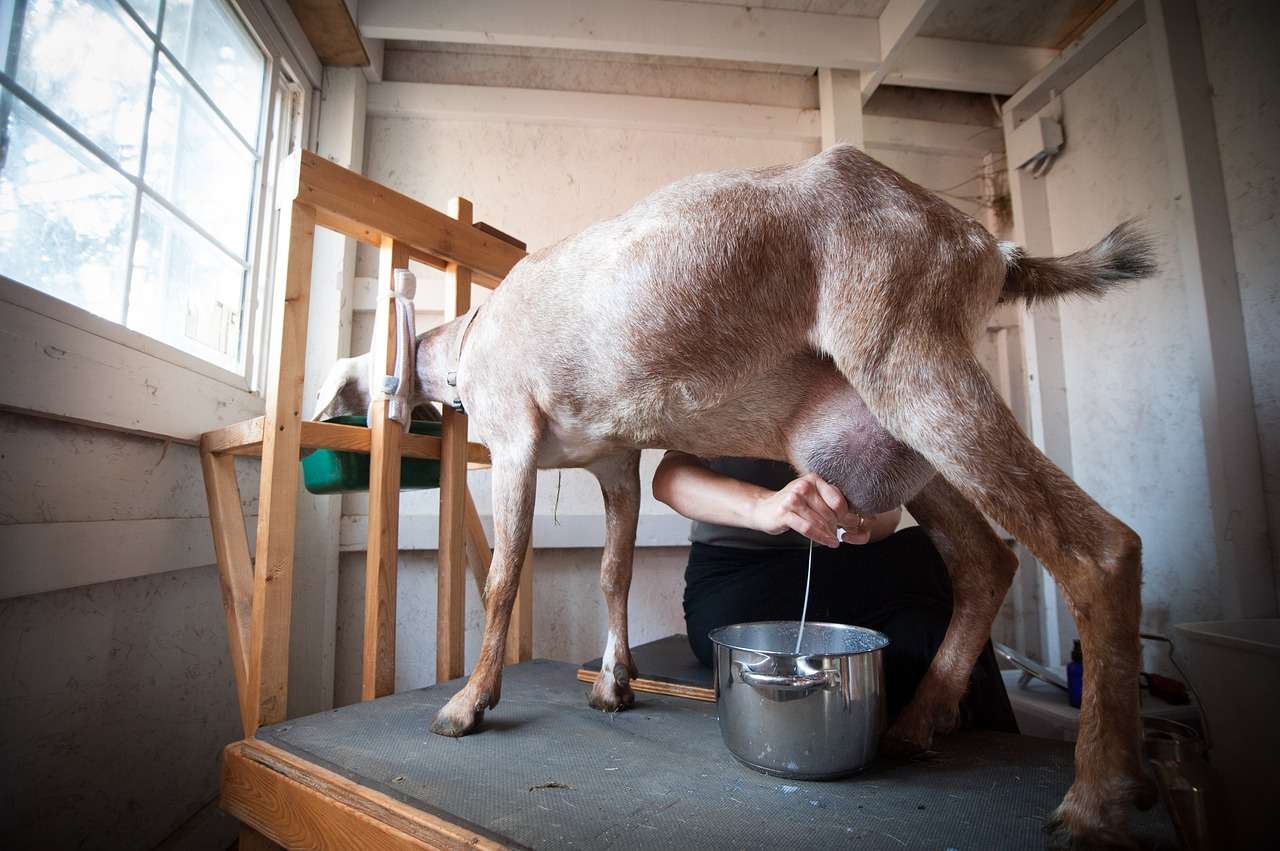 Dojenie kóz - dowiedz się puzzle online ze zdjęcia