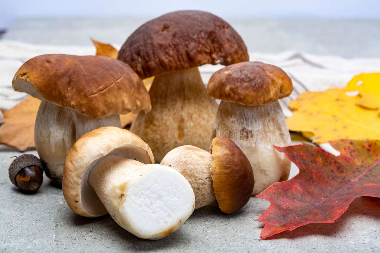 Edible forest mushrooms Boletus Edulis puzzle online ze zdjęcia