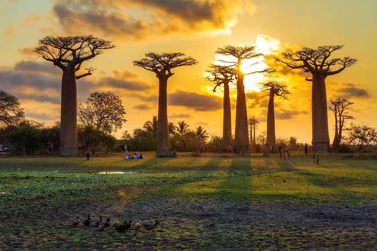 Piękne drzewa baobabu o zachodzie słońca puzzle online