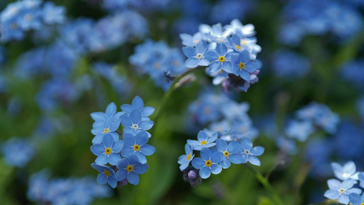 Nie zapomnij o kwiatach puzzle online ze zdjęcia