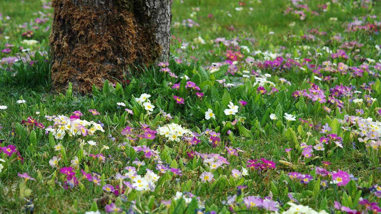 Wiosenny trawnik puzzle online ze zdjęcia