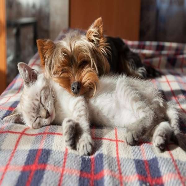 Kot i pies razem puzzle online ze zdjęcia