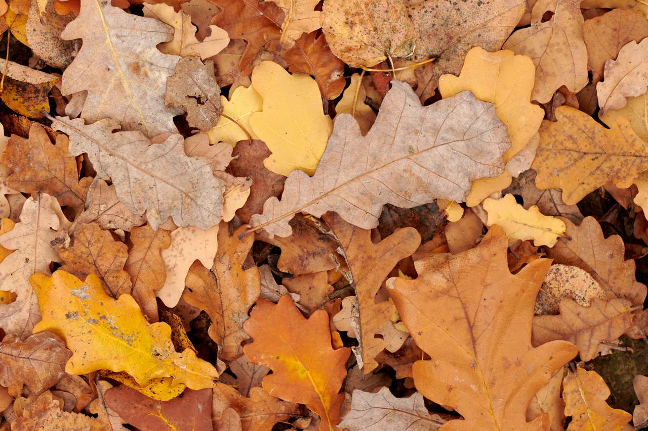 Liście jesienią puzzle online