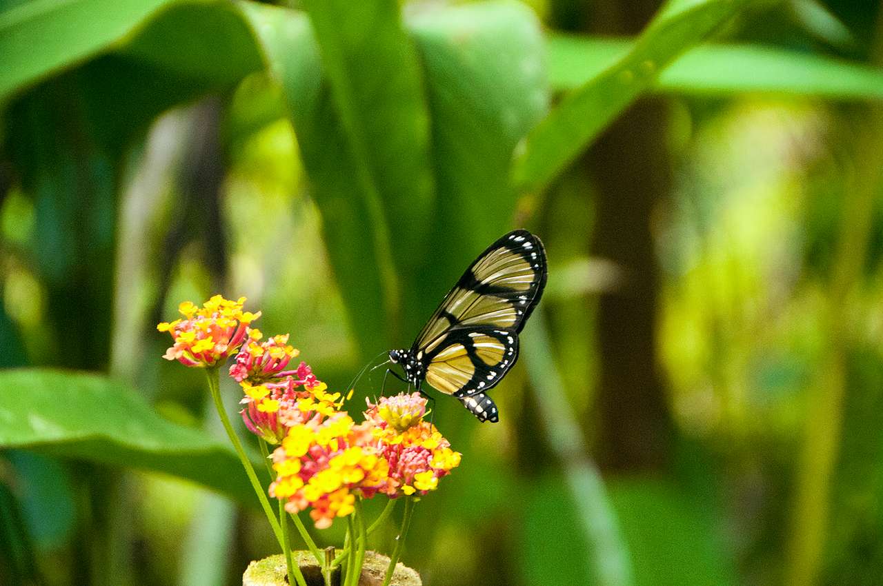 Motyl ze szklanymi skrzydłami w amazońskim lesie deszczowym puzzle online
