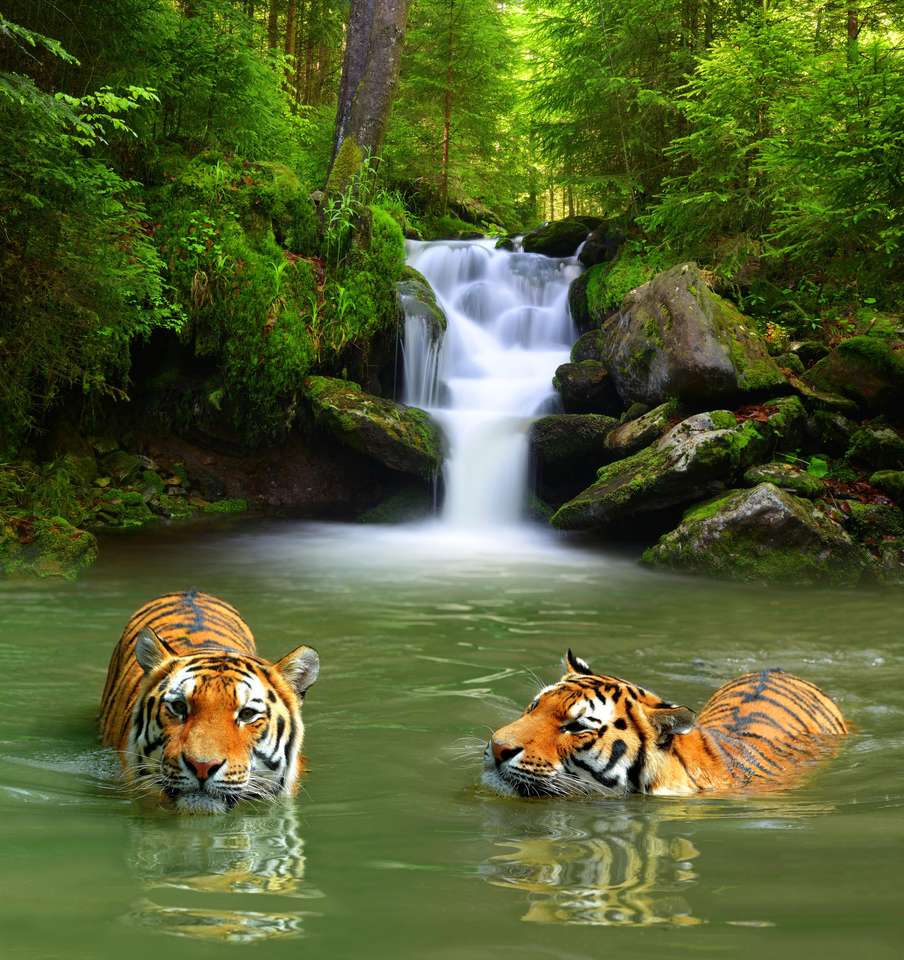 Tygrysy Syberyjskie puzzle online