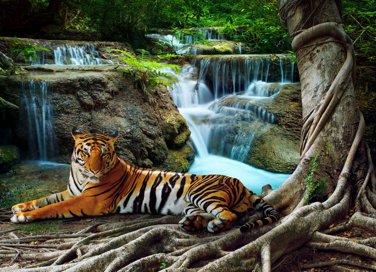 tygrys indochiński puzzle online