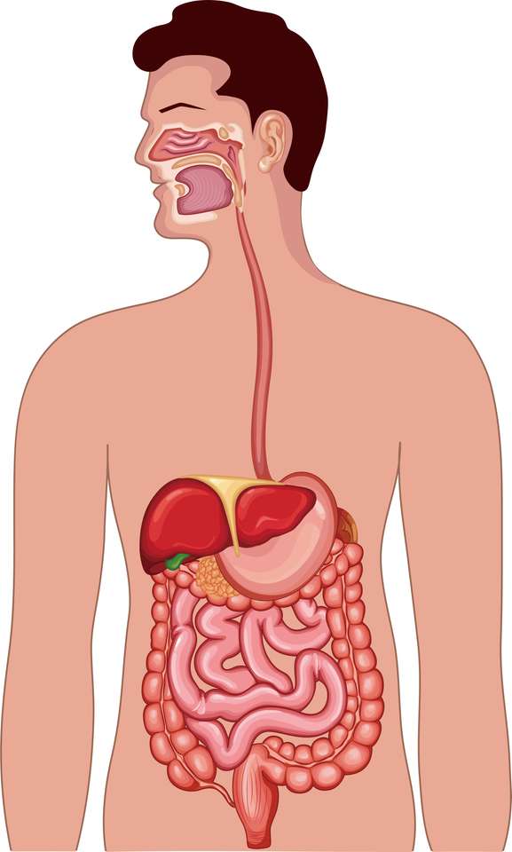 Sistema Digestivo puzzle online ze zdjęcia