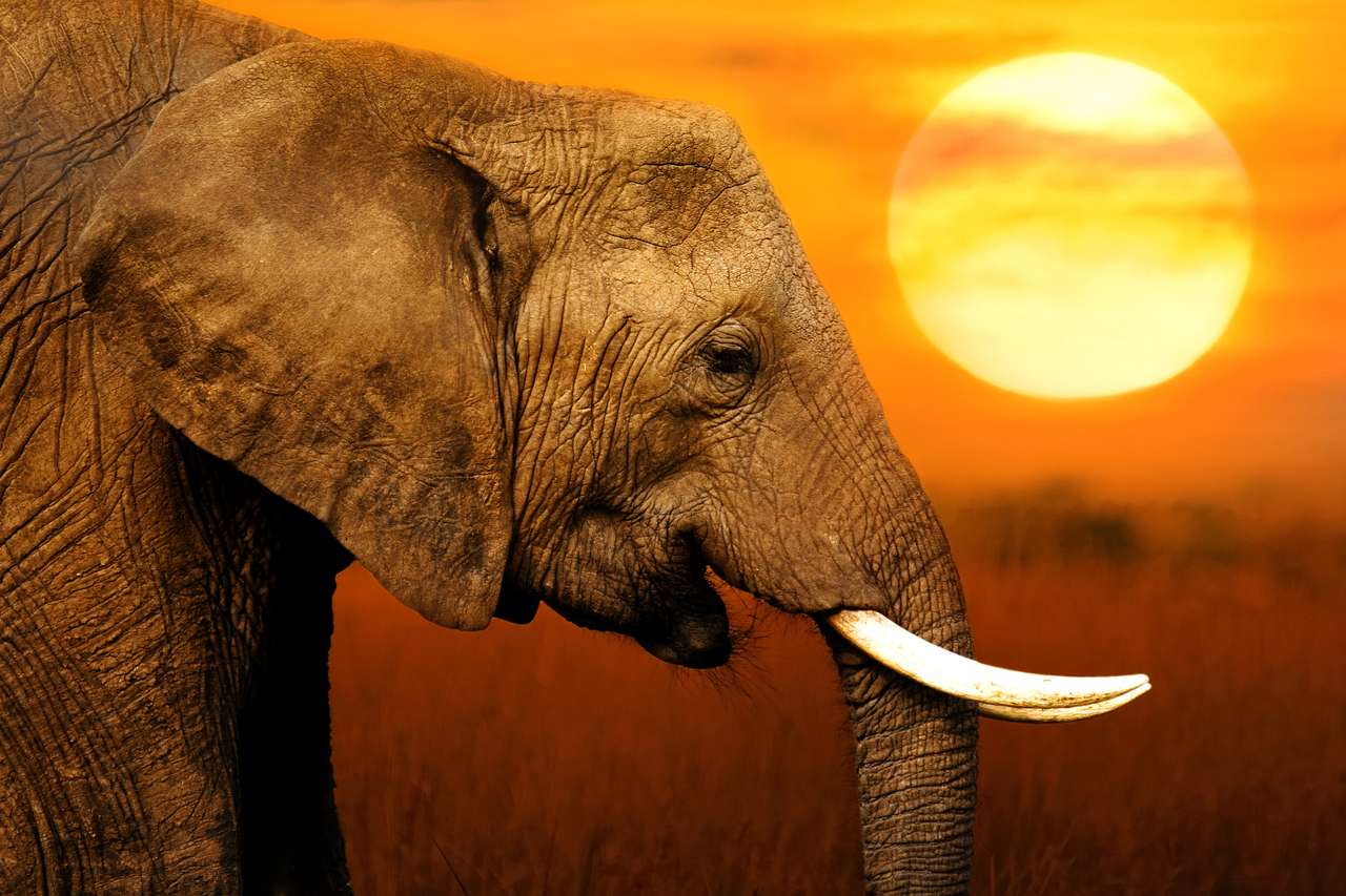 Słoń w Afryce puzzle online