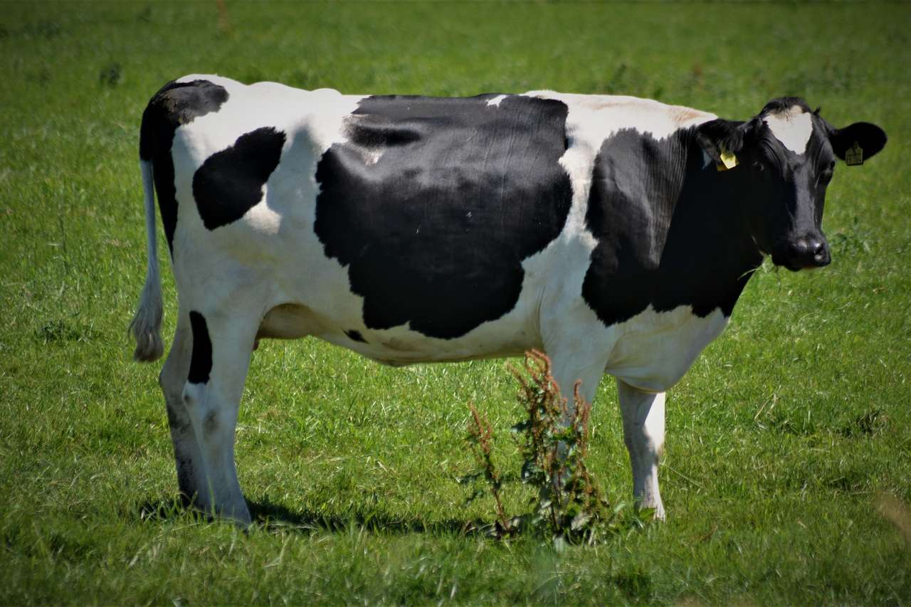 Krowa - zwierzę hodowlane puzzle online