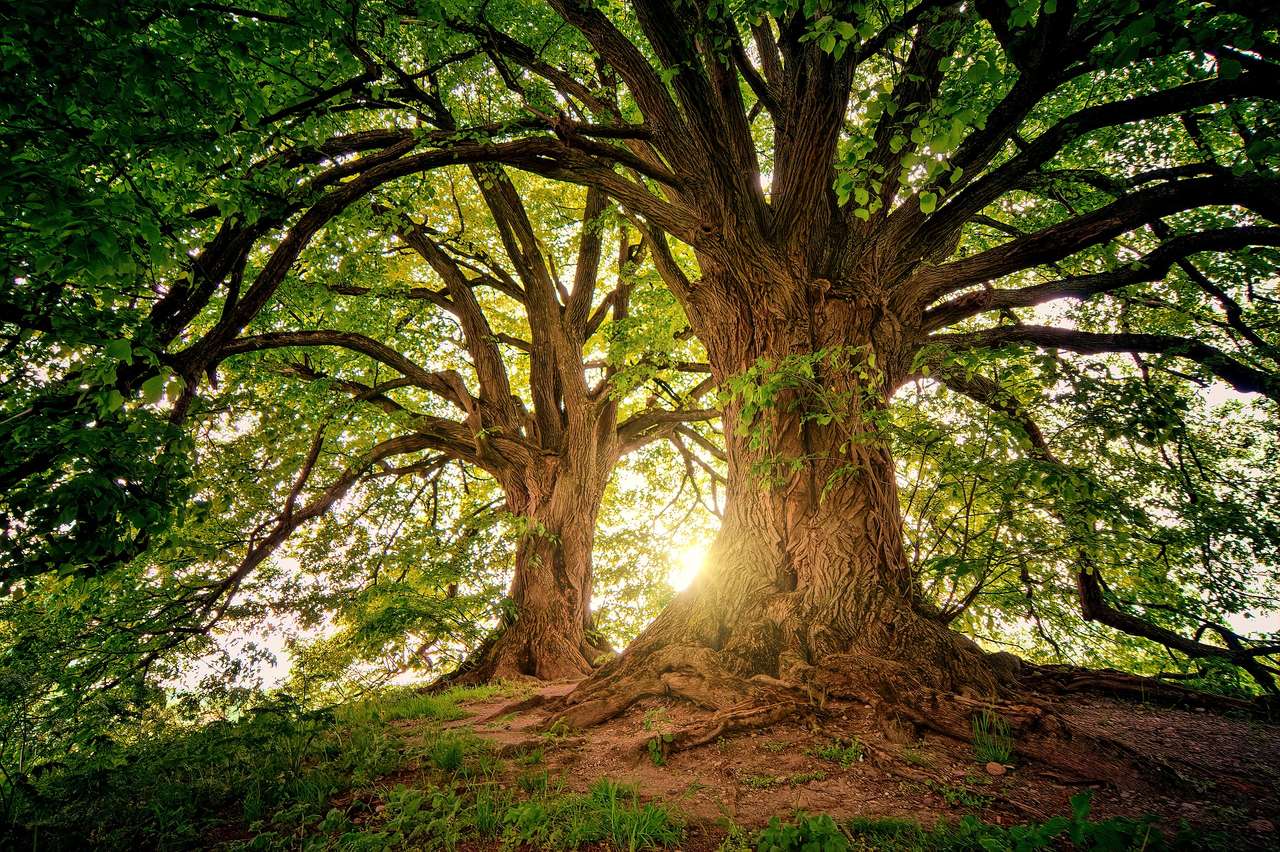Drzewa i słońce puzzle ze zdjęcia