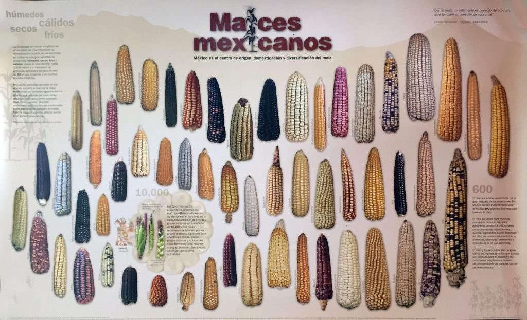 Meksykańska kukurydza w kolorze puzzle online ze zdjęcia