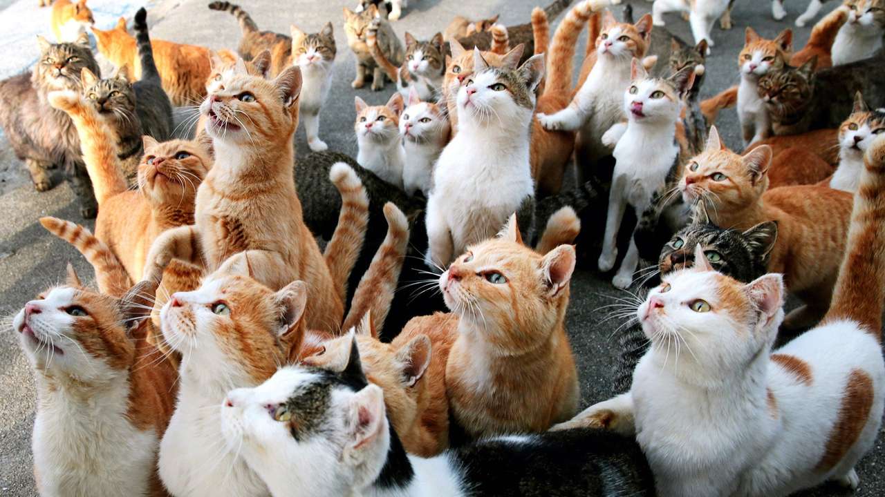 Koty w grupie puzzle online ze zdjęcia