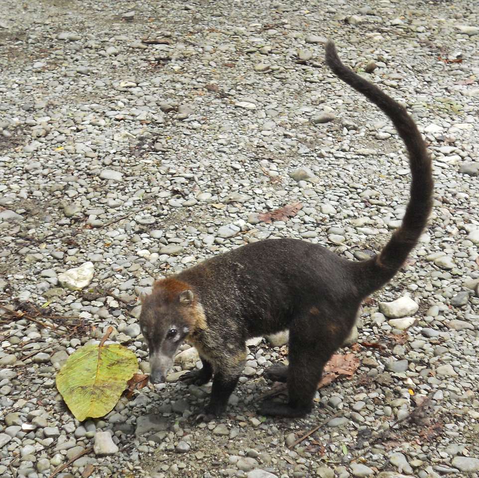 Ostronos - zwierzę Kostaryki puzzle online ze zdjęcia