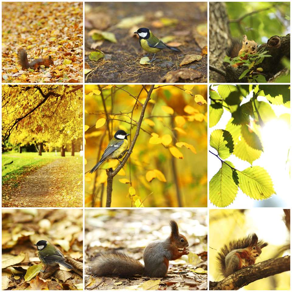 kolaż jesiennych środowisk puzzle online ze zdjęcia