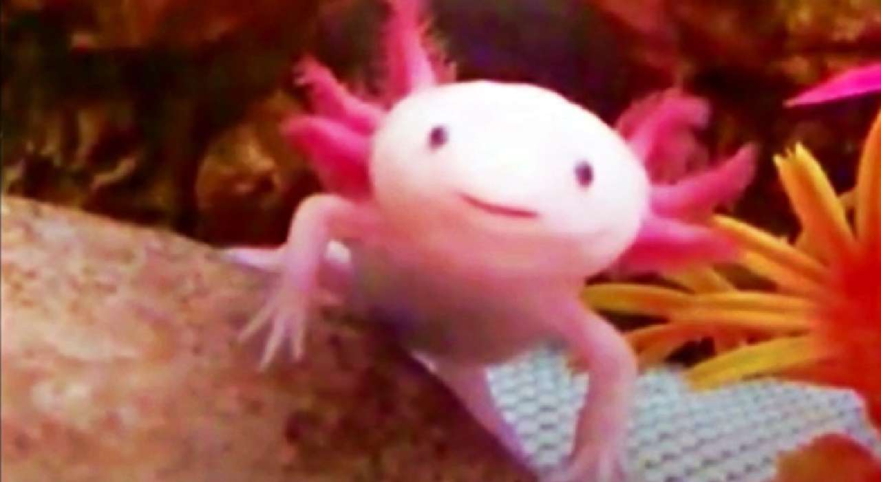 axolotl. puzzle ze zdjęcia