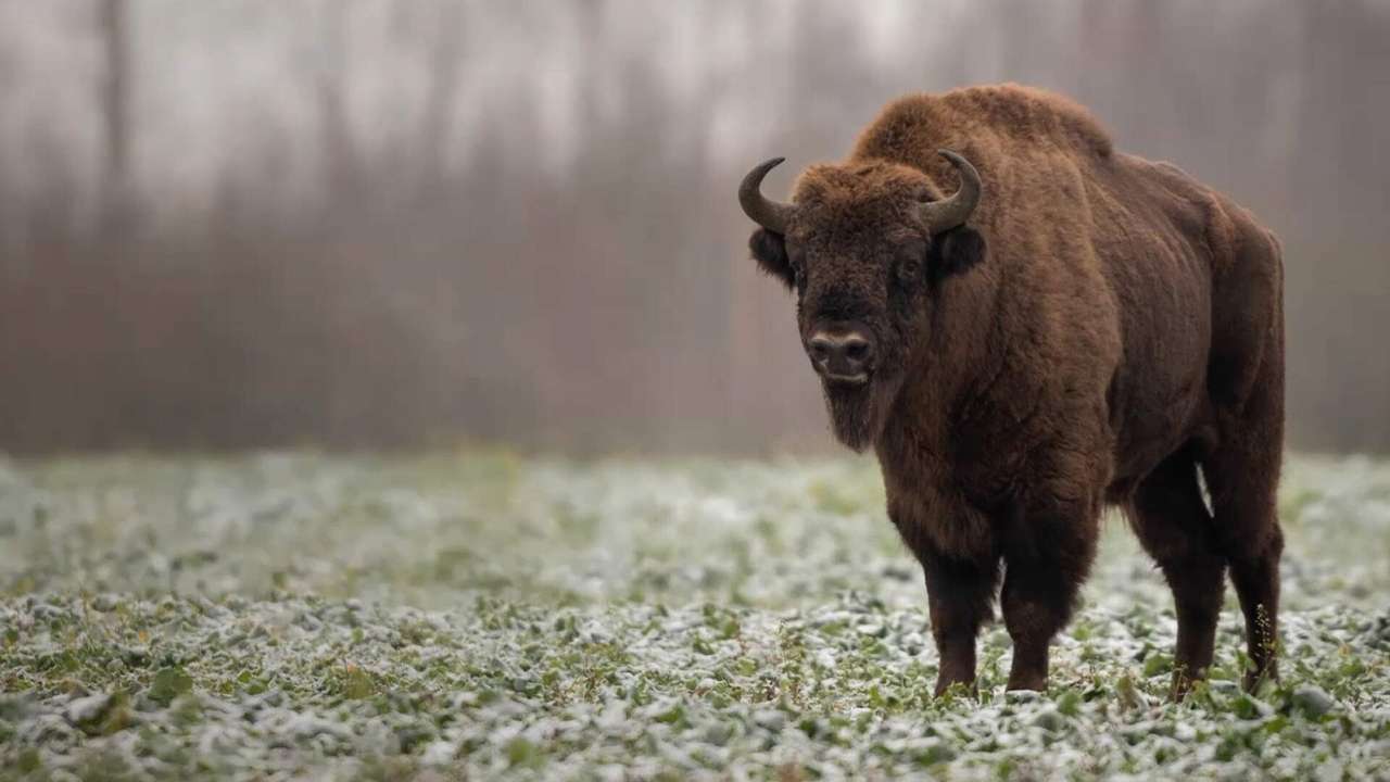 Europen bison puzzle online