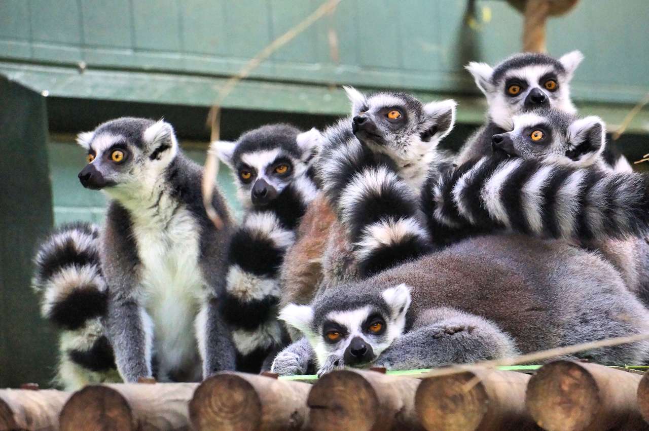 Rodzina lemurów puzzle online ze zdjęcia