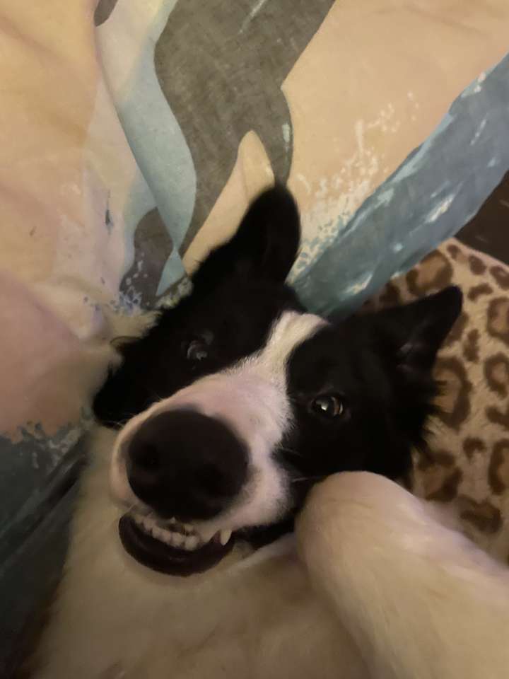 Eby uśmiech pies puzzle online