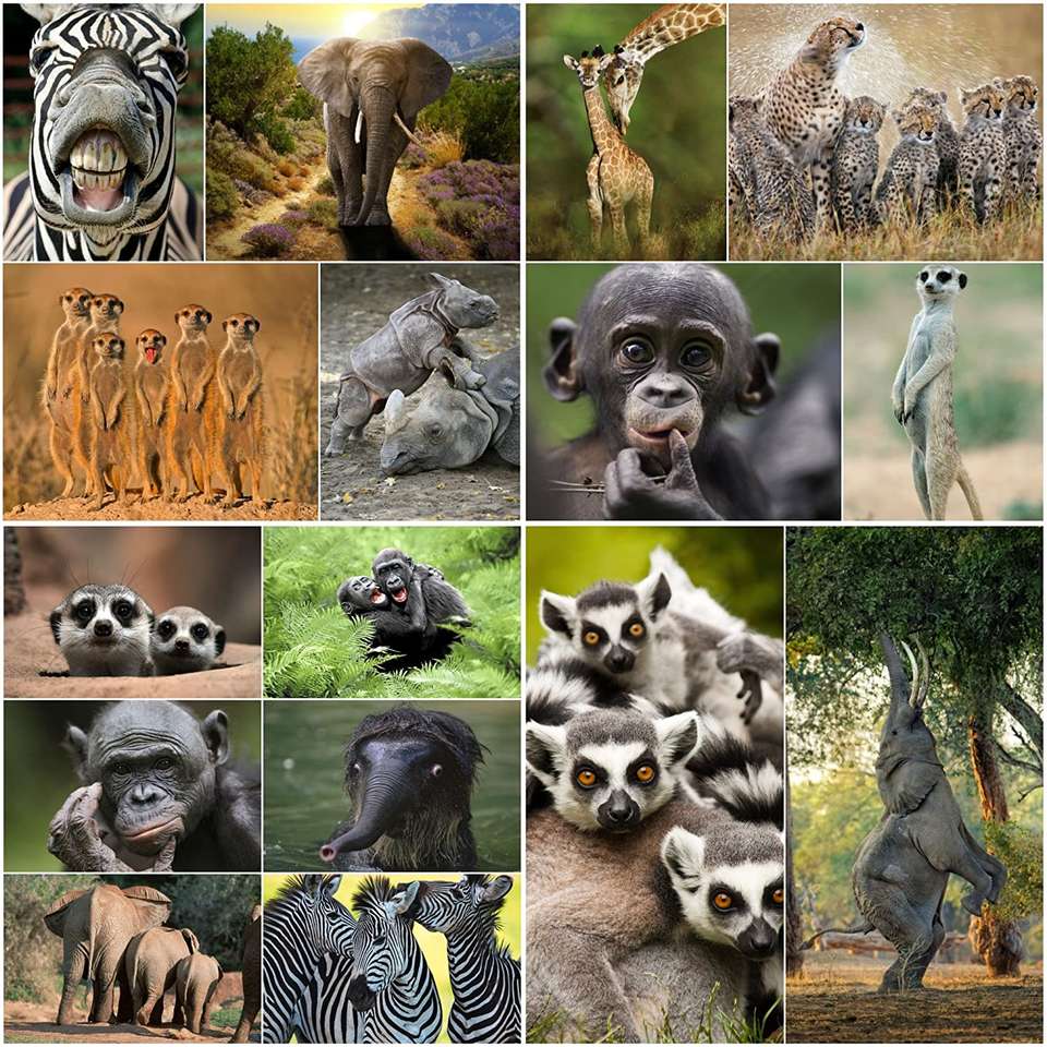 Zwierzaki afrykanskie puzzle ze zdjęcia