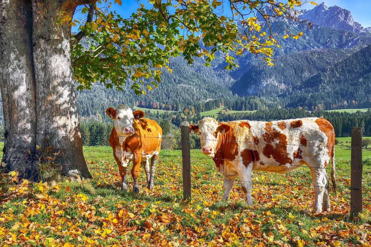 krowy na austriackiej łące puzzle online ze zdjęcia