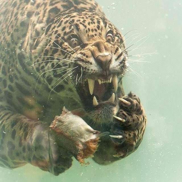 Jaguar pływa puzzle online ze zdjęcia