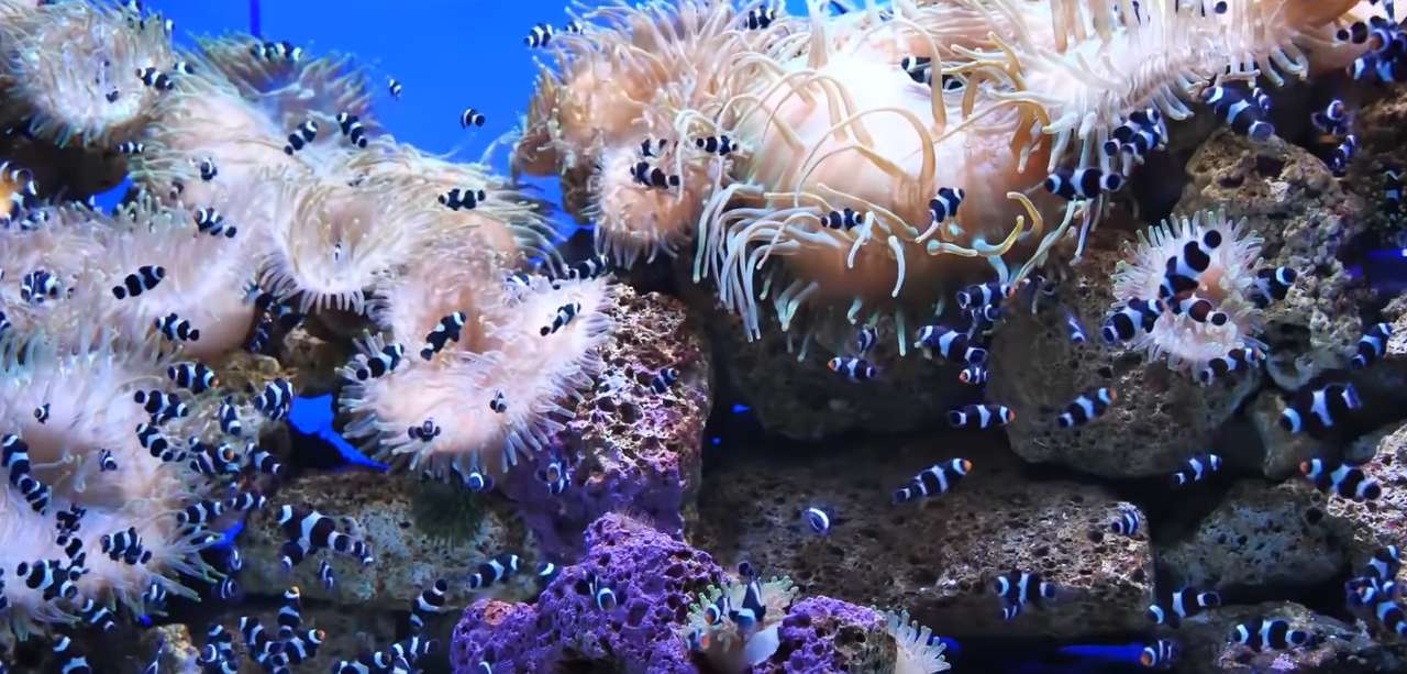Ryba w koralu puzzle online ze zdjęcia