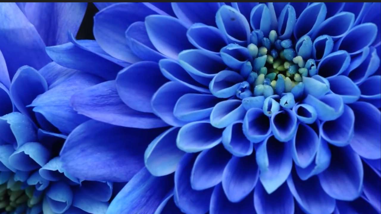 Kwiat w rozkwicie puzzle online ze zdjęcia