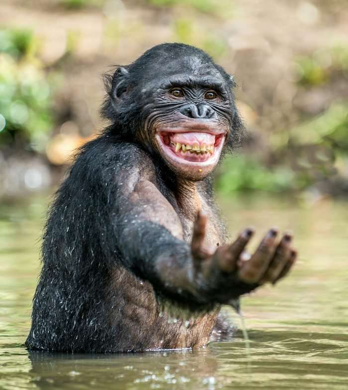 małpa** puzzle online ze zdjęcia