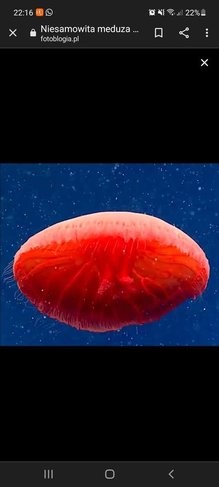 Meduza czerwona puzzle online ze zdjęcia