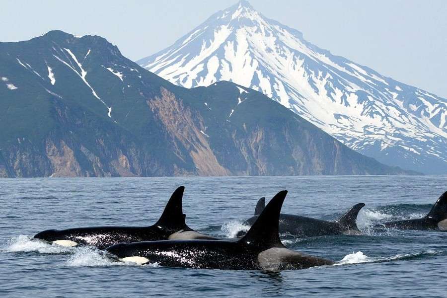 Zabij wieloryby polujące razem puzzle online