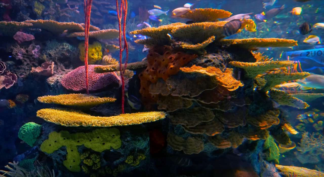 Koral w głębinach puzzle online