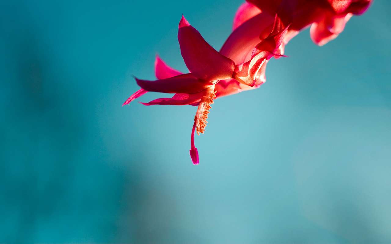 kwiat czerwony puzzle online ze zdjęcia