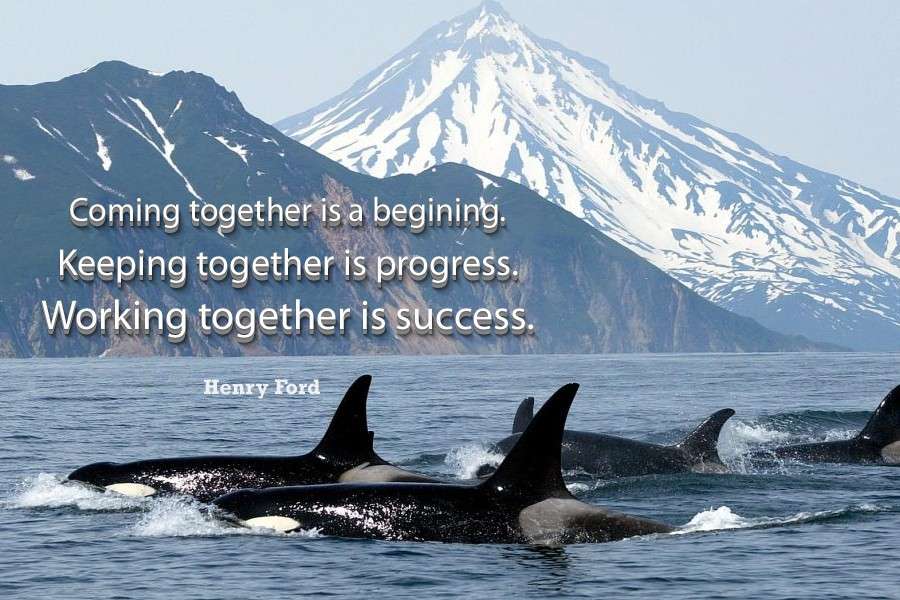 Zabójcze wieloryby polujące razem puzzle online