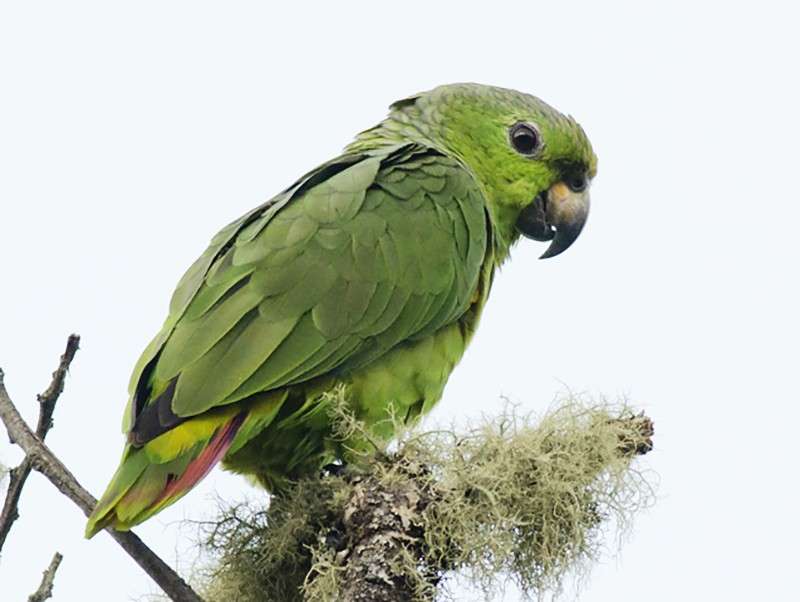 zielona papuga puzzle online