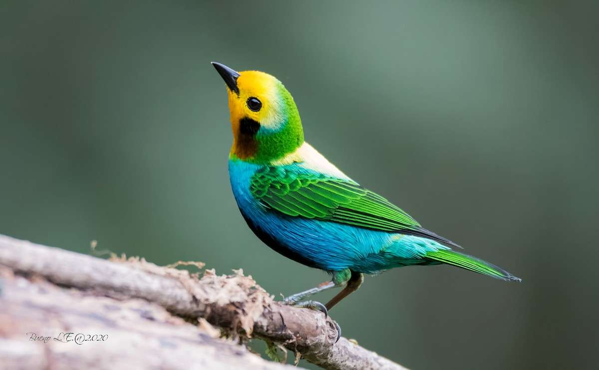 piękny ptak puzzle online ze zdjęcia