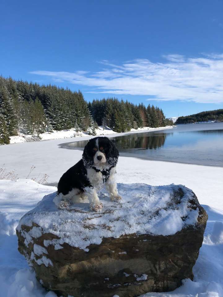 Pies w śniegu puzzle online ze zdjęcia