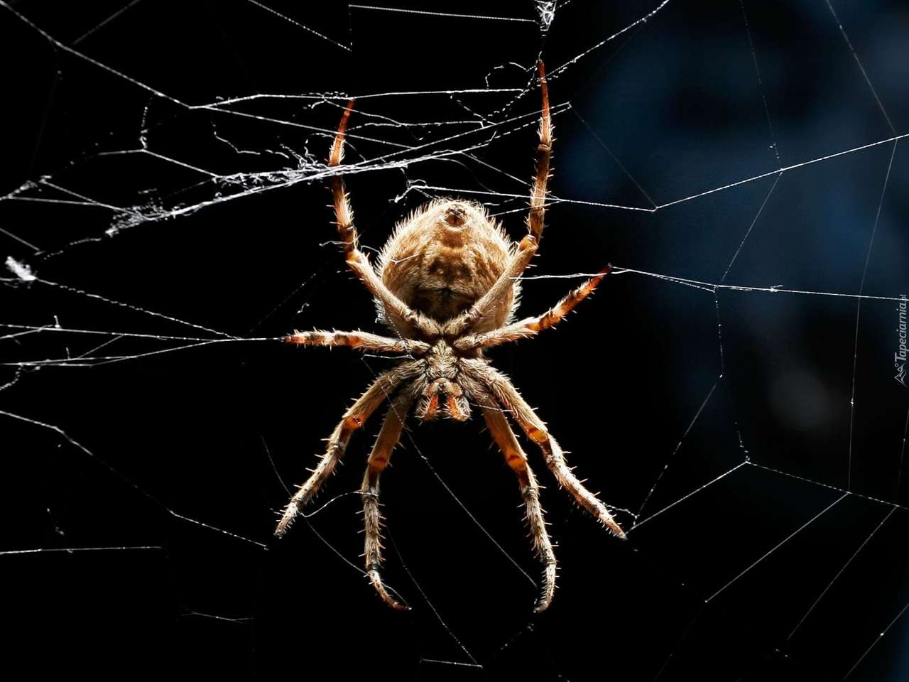 pająk układanka puzzle online