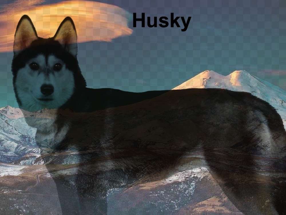 husky123 puzzle online ze zdjęcia