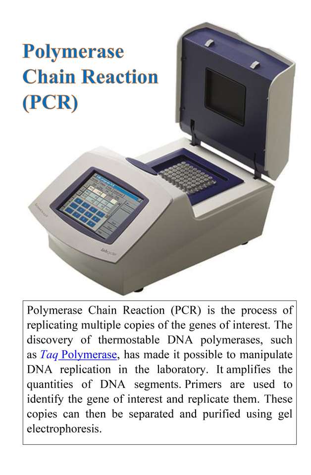 Reakcja łańcuchowa polimerazy (PCR) puzzle online ze zdjęcia