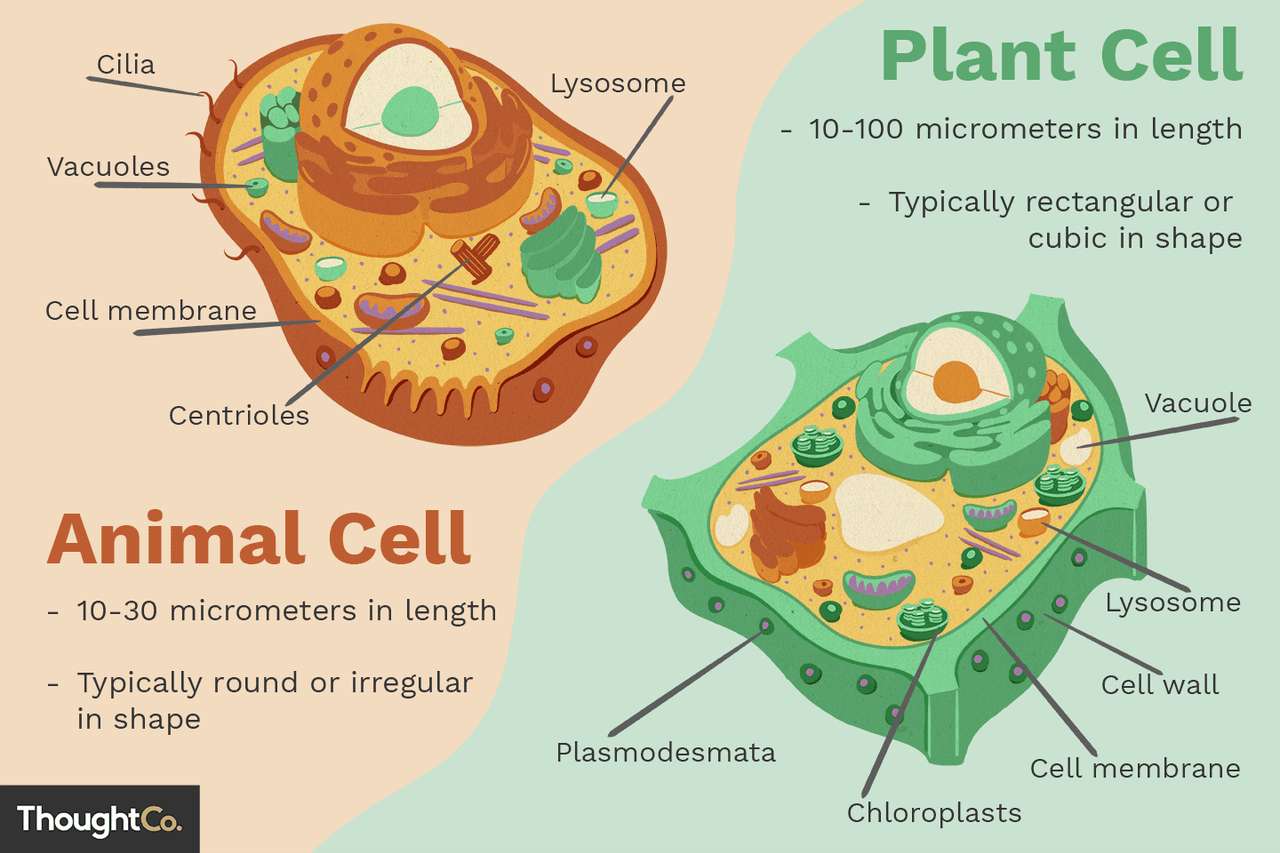 Komórki zwierzęce i roślinne puzzle online ze zdjęcia