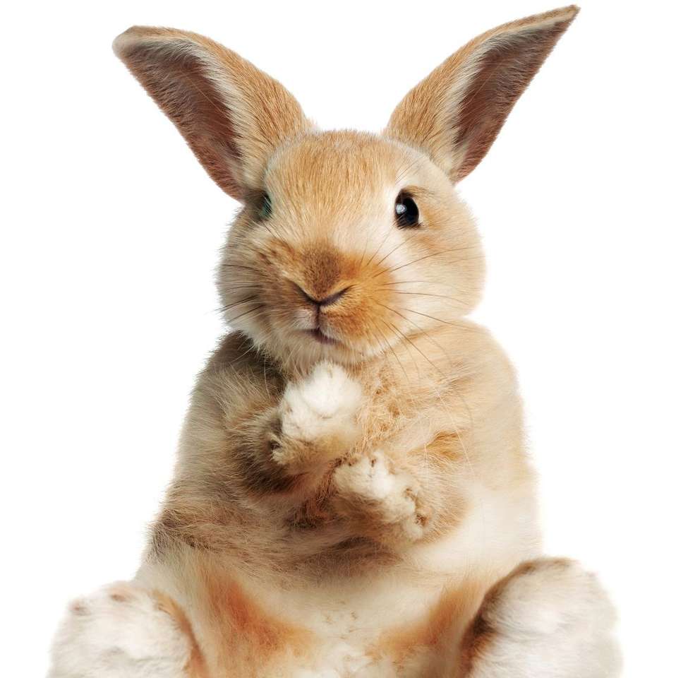 szczęśliwy królik puzzle online ze zdjęcia