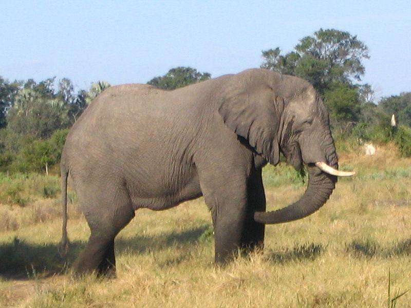 słoń afrykański puzzle ze zdjęcia