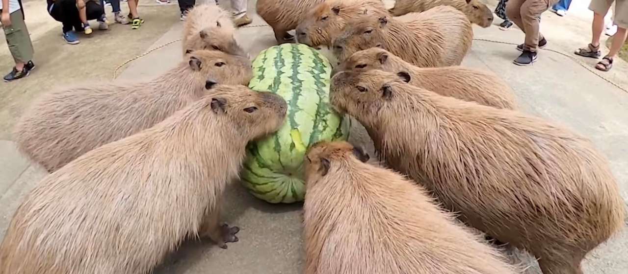 kapibary:) puzzle online ze zdjęcia