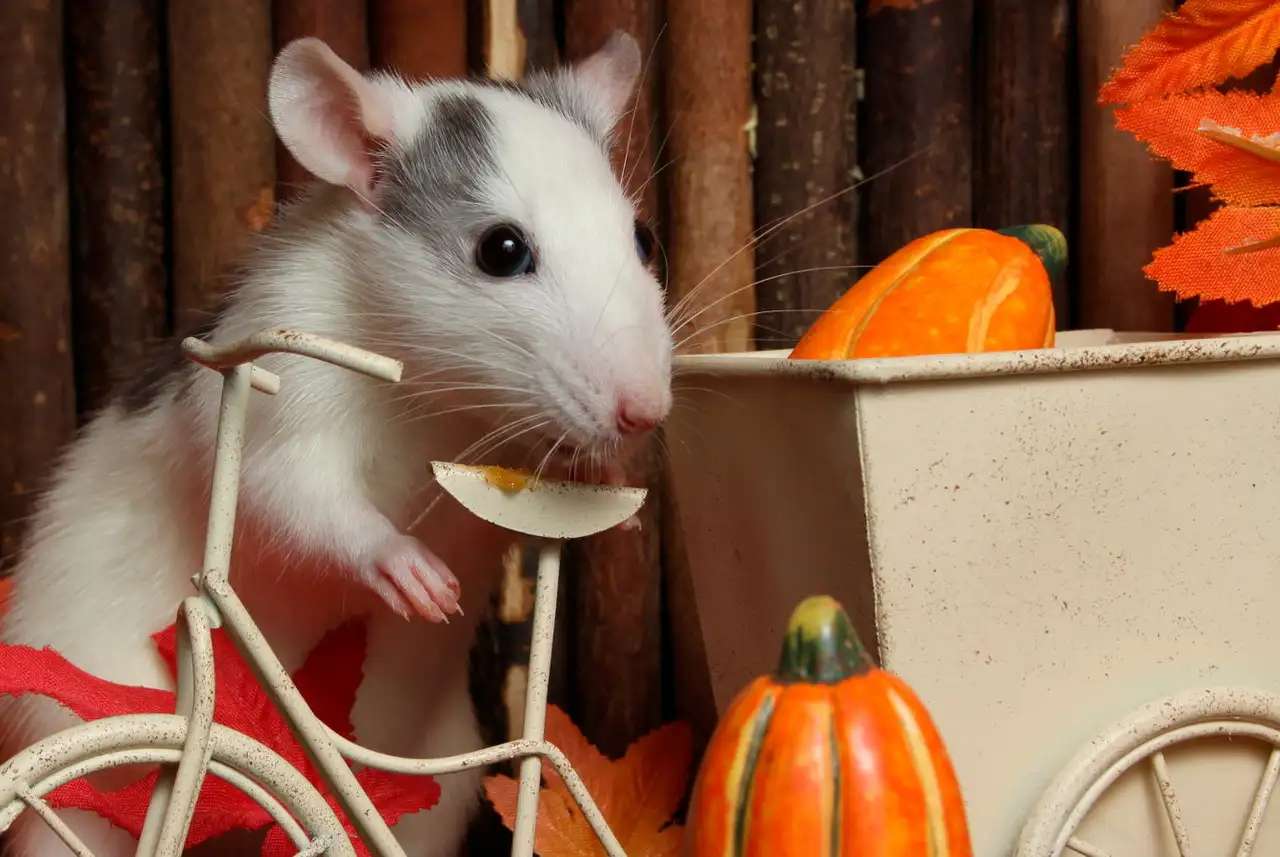 słodki szczur puzzle online ze zdjęcia