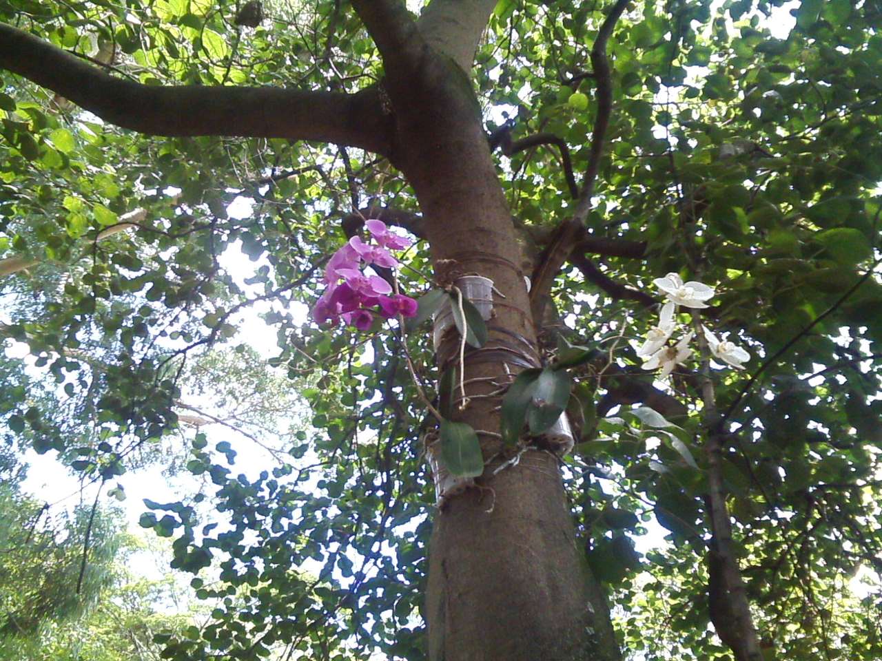 Piękna orchidea na drzewie puzzle online
