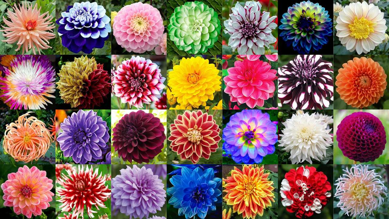 Dalie - kwiaty puzzle ze zdjęcia